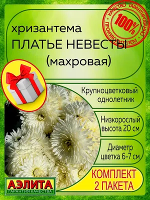 5 причин, чтобы посадить однолетнюю хризантему \"Платье невесты\" | Мой  уДачный огород | Дзен