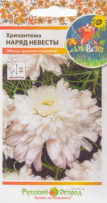 Хризантема Свадебное платье, 10 шт. по цене 22 ₽/шт. купить в Казани в  интернет-магазине Леруа Мерлен