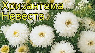 Хризантема платье невесты фотографии