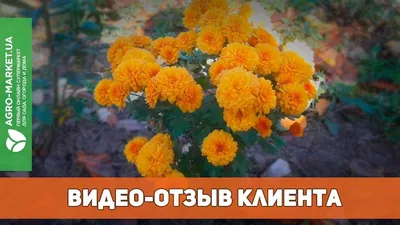 В стране цветов