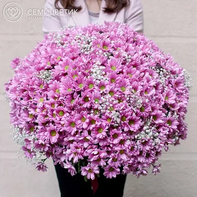 101 кустовая розовая хризантема с гипсофилой купить в СПб в  интернет-магазине Семицветик✿