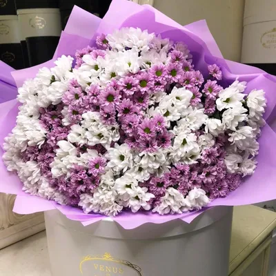 Бело-сиреневые кустовые хризантемы в букете - 41 шт | Бесплатная доставка  цветов по Москве