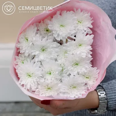 3 белые кустовые хризантемы купить в СПб в интернет-магазине Семицветик✿