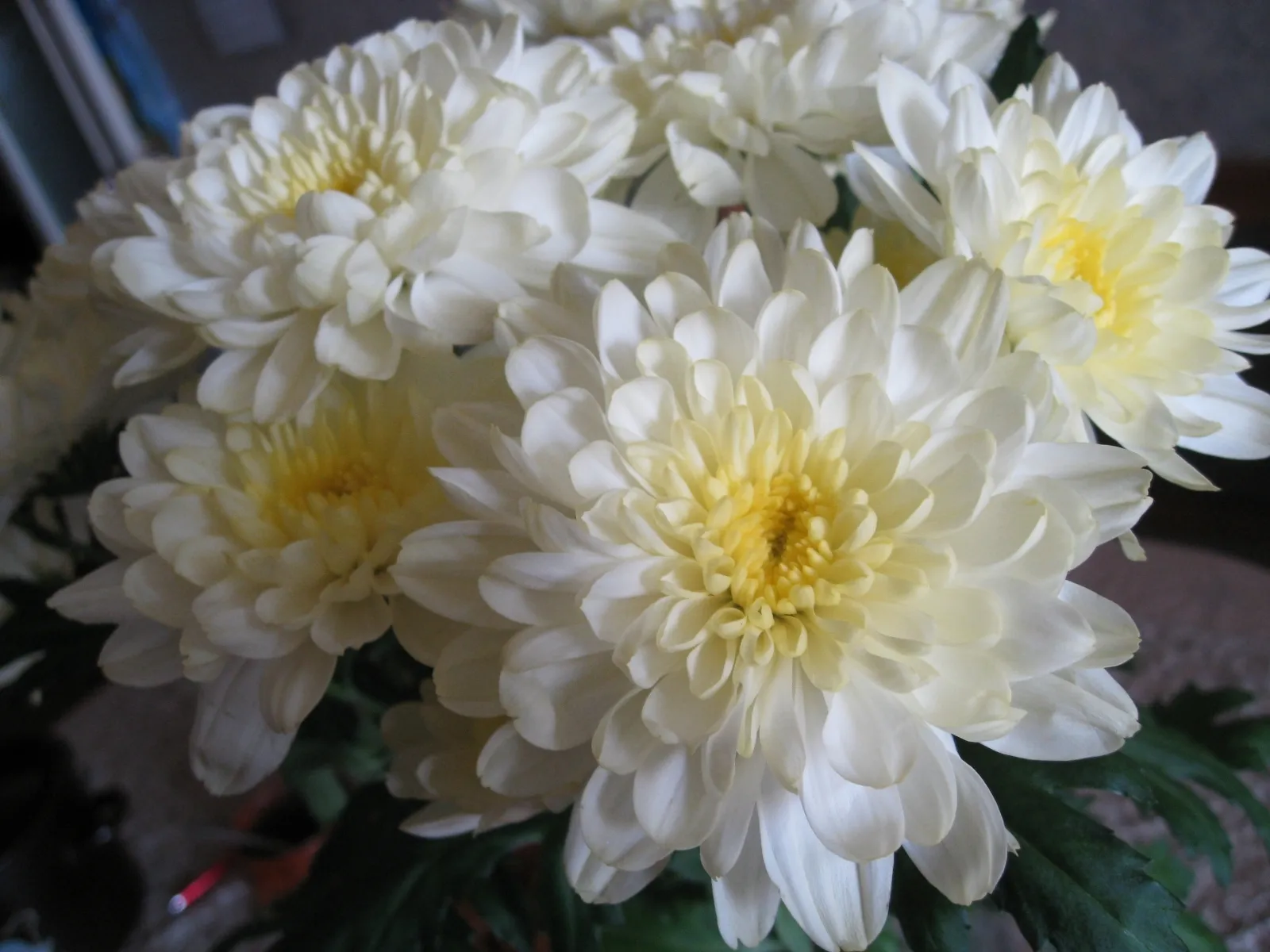 Хризантемы в феврале. Хризантема Эвелин Буш. Хризантема Анабелла. Хризантема Chrysanthemum Migoli (Миголи ).
