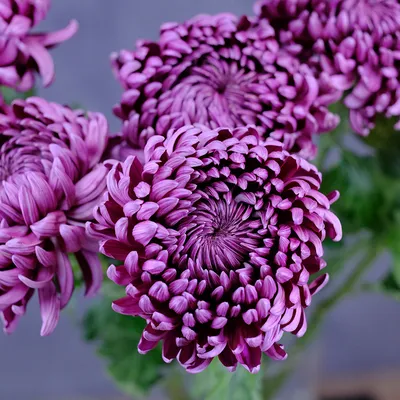 Шикарные фиолетовые шары-хризантемы! - Купить букет цветов в Перми