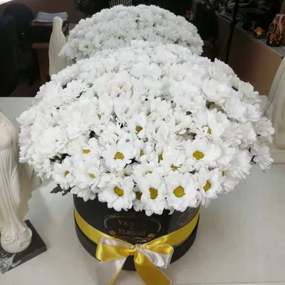 Белые кустовые хризантемы в коробке | Бесплатная доставка цветов по Москве