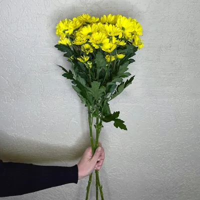 Купить букет из 3 желтых хризантем в Пензе в магазине цветов на Урицкой
