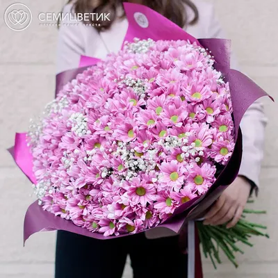 51 кустовая розовая хризантема с гипсофилой купить в СПб в  интернет-магазине Семицветик✿