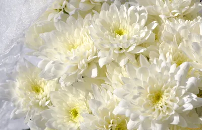 Красивые белые хризантемы - 56 фото