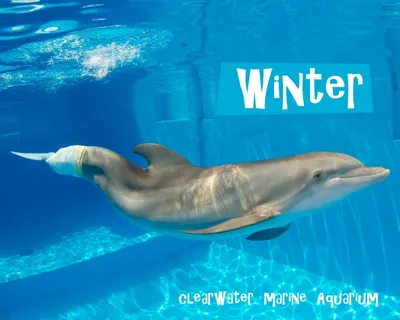 хвост белого дельфина плавает в бассейне. Стоковое Изображение -  изображение насчитывающей одно, морск: 257943317