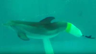 Хвост дельфина правда стоковое изображение. изображение насчитывающей рыбы  - 179571617
