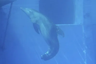 Винтер: первый дельфин с хвостовым протезом