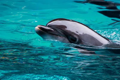Двухголового дельфина обнаружили в Северном море – Москва 24, 14.06.2017
