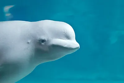 Факты о дельфинах , которые возможно вы не знали. | Факты обо всём | Дзен