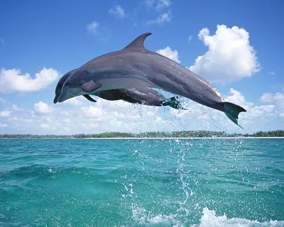 Никогда не видел ничего подобного»: рыбак заметил редчайших розовых  дельфинов (видео)
