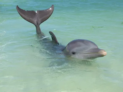 Хвост дельфина фото фото