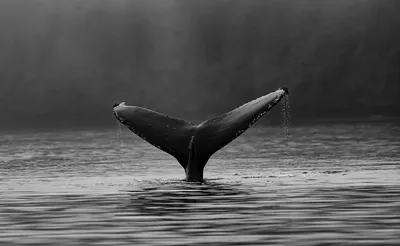 Хвост кита фото