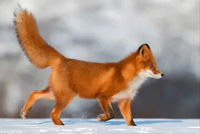 Милый лисёнок🦊,блестящяя медвежья …» — создано в Шедевруме