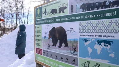 Фотографии Малая панда бамбуковый медведь Листья медведь Хвост Ветки