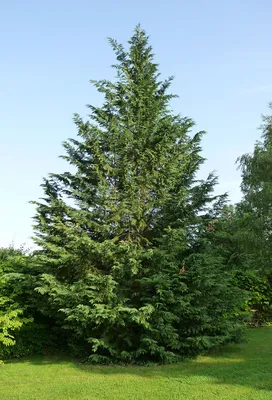 Кипарис лейландский – дерево и древесина – Cupressus × leylandii