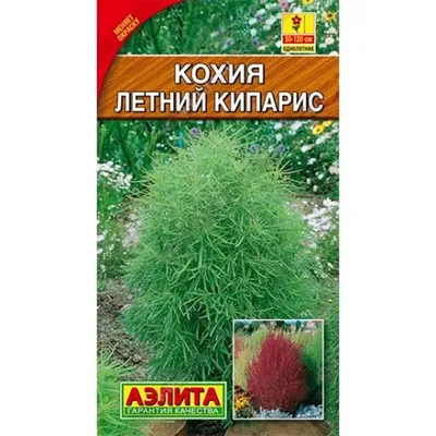 Купить Кохия Летний кипарис недорого по цене 21руб.|Garden-zoo.ru