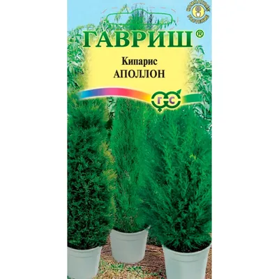 Купить Кипарис вечнозеленый Аполлон 0,1г недорого по цене  44руб.|Garden-zoo.ru