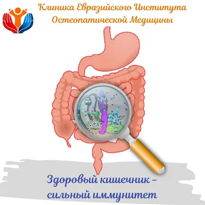 Здоровый кишечник – сильный иммунитет » Остеопатическая ассоциация  Кыргызской Республики