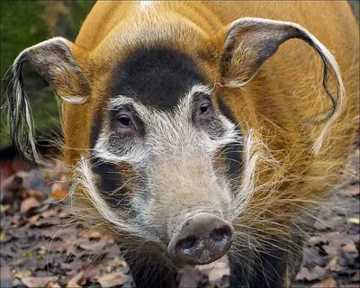 Funke Oyinbo Pepper - This pig lives in Western and Central Africa. Have  you seen it? 😆😆😆 Кистеухая свинья. Обитает в Западной и Центральной  Африке. | Facebook