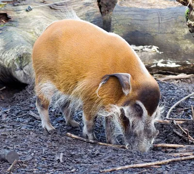 Кистеухая свинья (лат. Potamochoerus porcus)