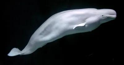 Beluga whale - Wikipedia