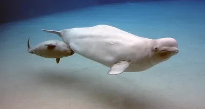 Маленький кит белуха в белом …» — создано в Шедевруме