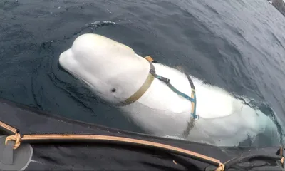Заплывший в Сену кит-белуха, которого больше недели пытались спасти, не  выжил | СП - Новости Бельцы Молдова