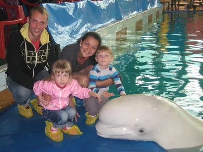 Adopt a Beluga Whale | Symbolic Adoptions from WWF