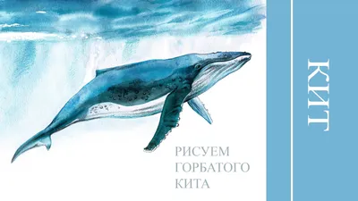 Мигалу, белый горбатый кит • Юлия Михневич • Научная картинка дня на  «Элементах» • Зоология