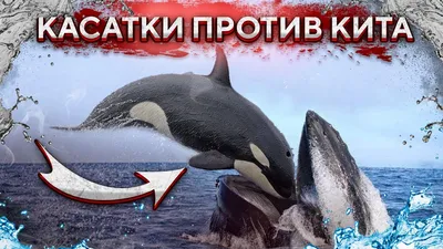 Гамбия Морские млекопитающие Киты и дельфины Кашалот Касатка Белый кит 1995  Блок — покупайте на Auction.ru по выгодной цене. Лот из - Другие страны -,  Орел. Продавец Муркис. Лот 158079330155402