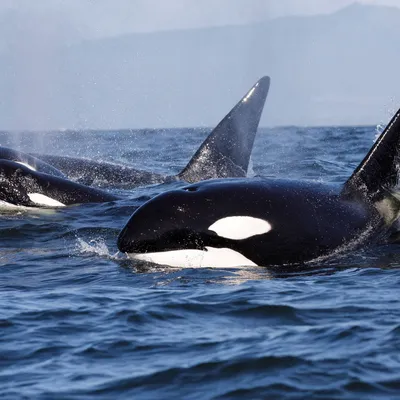 Кит Убийца Косатка Orcinus Orca Тенерифе стоковое фото ©Alexandra Lande  595932706