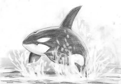 Картинки касатка, бассейн, кит, хищник, фото, под водой - обои 1280x800,  картинка №145116