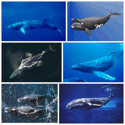 фрактальное чудо\" кит полосатик …» — создано в Шедевруме
