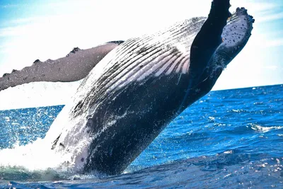 ФГБНУ «Аналитический центр» - 30 ноября 2020 г. - В Таиланде обнаружены  останки 12-метрового кита возрастом около 5 000 лет