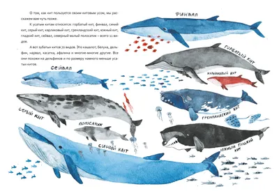 Где увидеть китов в России 2024 — Журнал RD