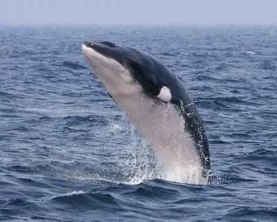 Малый полосатик: Непростая жизнь самого маленького полосатого кита.  Страдает от хищников, людей и даже посторонних шумов | Пикабу