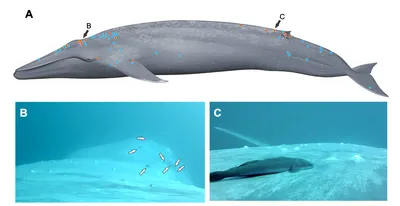 Прилипалы выбрали для прилипания к китам области около дыхала и плавников