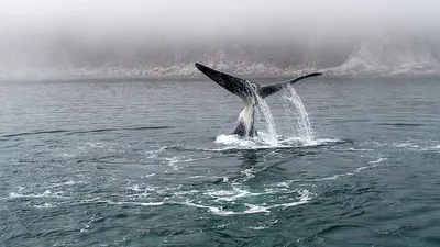 Чудо-юдо рыба-кит из морских …» — создано в Шедевруме