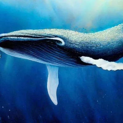 картинки : море, океан, прыжки, спрей, Млекопитающее, Горбатый кит, морской,  Позвоночный, Нарушение, Китообразный, морское млекопитающее, Ветровая  волна, Морская биология, Киты дельфины и морские свиньи, Серый кит  2462x1600 - - 764345 - красивые ...