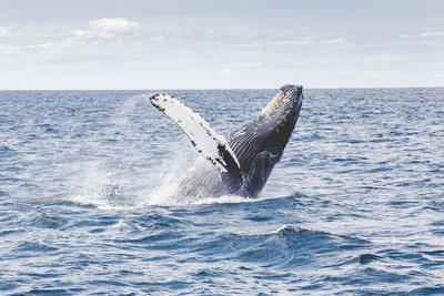 Ученые потеряли кита, который запутался в сетях в Охотском море -  Российская газета