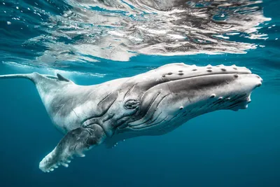 Горбатый кит, вырывающийся из моря | Премиум Фото
