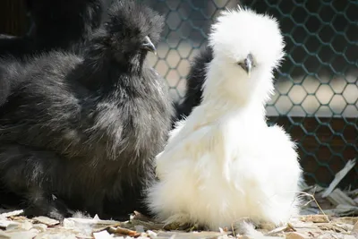 Китайская пуховая курица — Зоопарк Садгород