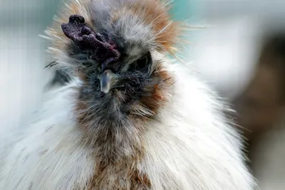 Китайская пуховая курица — Зоопарк Садгород