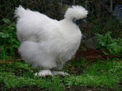 Китайская шёлковая курица : целебный курокролик