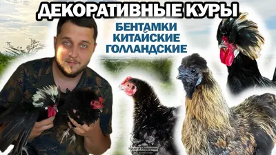 Китайская шелковая курица — Зоопарк «Лимпопо» г. Нижний Новгород –  Нижегородский зоопарк
